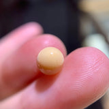 Queen Conch Pearl From Caribbean Sea, Pearls Strombus Gigas, Natural Queen Conch Pearl, Flamed Pink Etsy