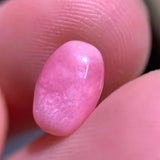 Wholesale Queen Conch Pearl From Caribbean Sea, Pearls Strombus Gigas, Natural Queen Conch Pearl, Flamed Pink Etsy