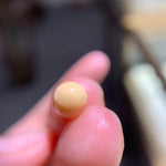 Queen Conch Pearl From Caribbean Sea, Pearls Strombus Gigas, Natural Queen Conch Pearl, Flamed Pink Etsy