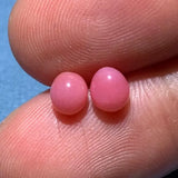 1.61Carat Pairs Queen Conch Pearl From Caribbean Sea, Pearls Strombus Gigas, Natural Queen Conch Pearl, Flamed Pink Pearl, SKU:528/562 Etsy