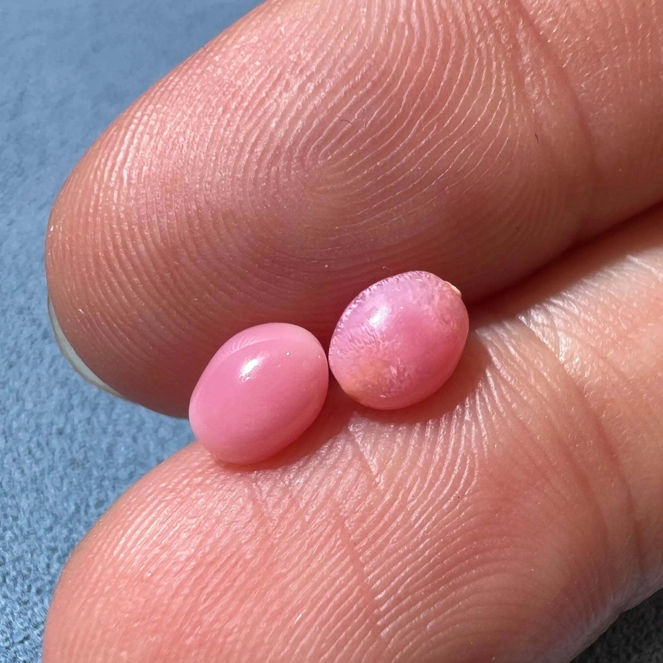 1.86Ct Pairs Queen Conch Pearl From Caribbean Sea, Pearls Strombus Gigas SKU: B751 / B752 Etsy