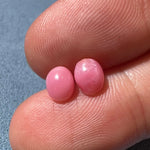 1.86Ct Pairs Queen Conch Pearl From Caribbean Sea, Pearls Strombus Gigas SKU: B751 / B752 Etsy