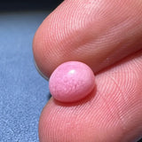 2.37Carat Queen Conch Pearl From Caribbean Sea, Pearls Strombus Gigas, Natural Queen Conch Pearl, Flamed Pink, SKU:936 Etsy
