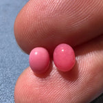 1.96Carat Pairs Queen Conch Pearl From Caribbean Sea, Pearls Strombus Gigas, Natural Queen Conch Pearl, Flamed Pink, SKU: 1349/1598 Etsy