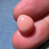 5.81Carat "Peach Pink" Queen Conch Pearl From Caribbean Sea, Pearls Strombus Gigas, Natural Queen Conch Pearl, Flamed Pink Pearl, SKU: 1425 Etsy