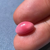 3.50Carat "Perfect Flame" Queen Conch Pearl From Caribbean Sea, Pearls Strombus Gigas, Natural Queen Conch Pearl, Flamed Pink, SKU: B706 Etsy